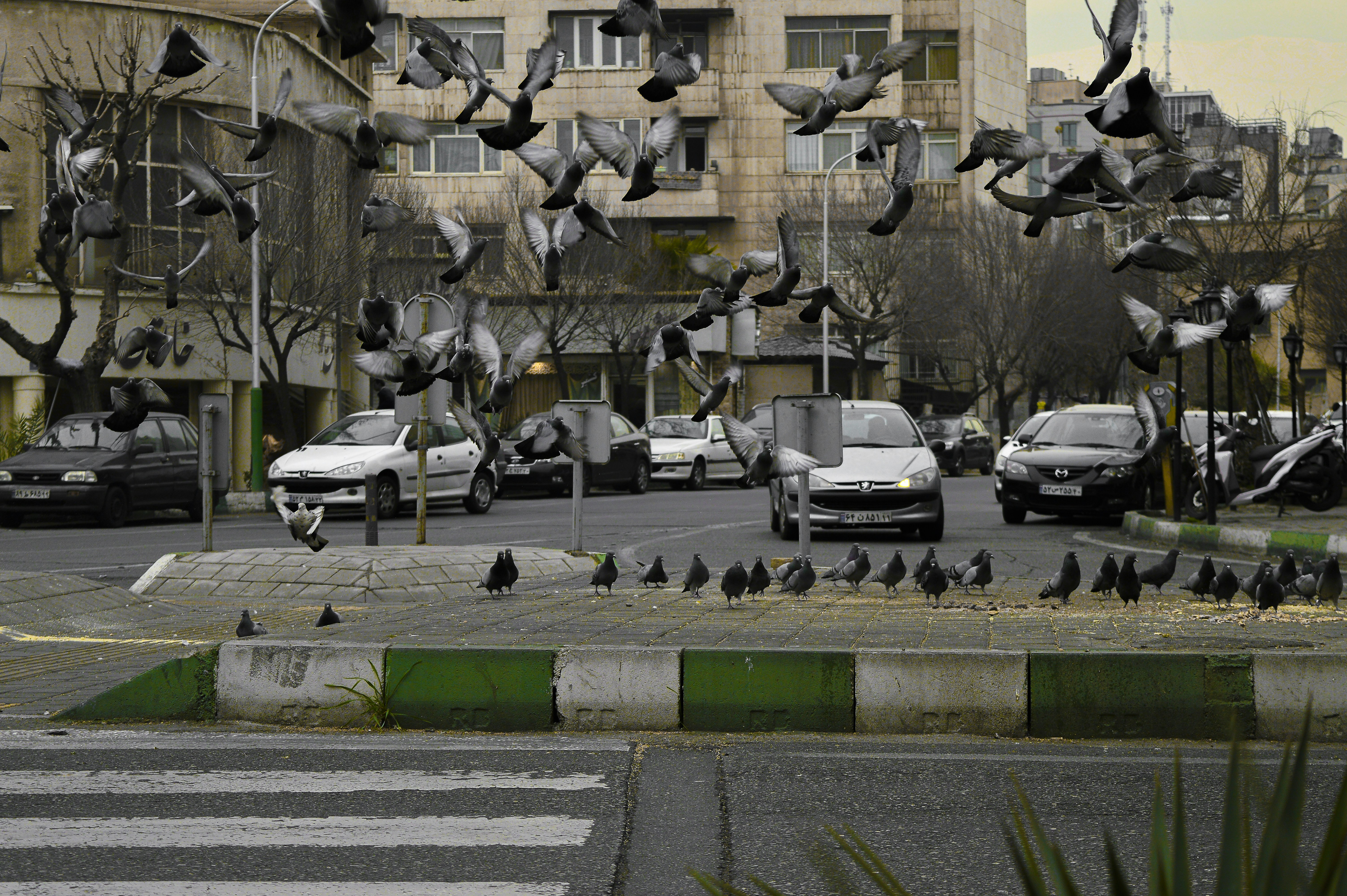 a flock of birds flying over a parking lot