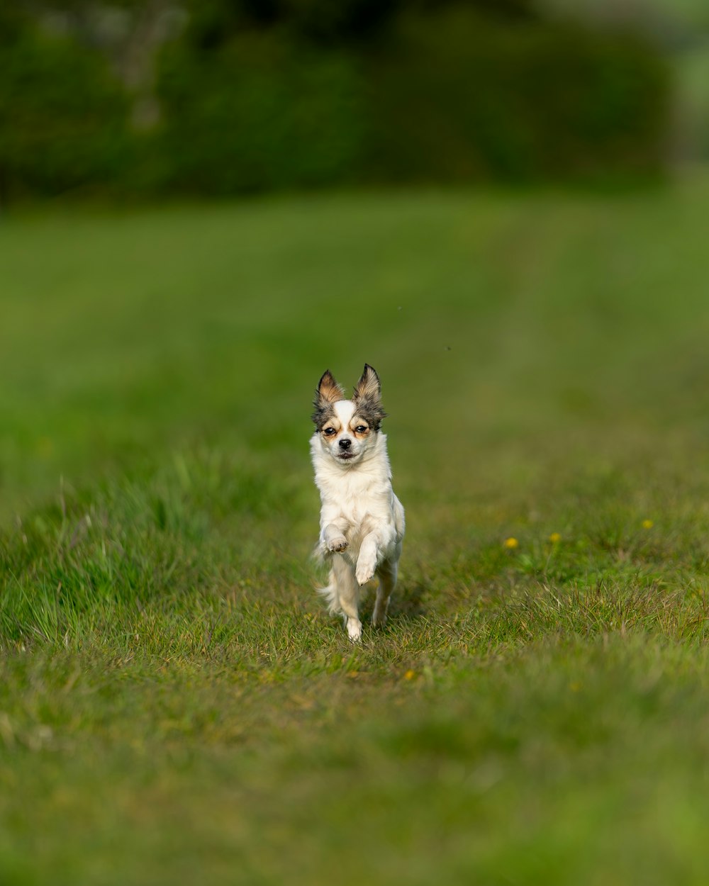 a small dog running across a lush green field