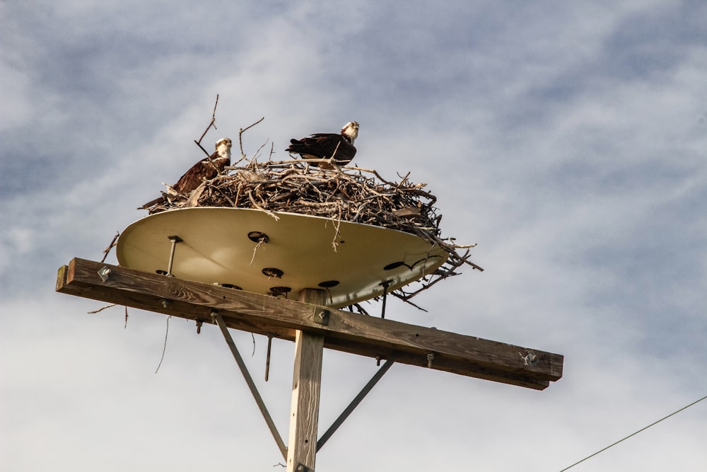 a nest of birds sitting on top of a wooden pole