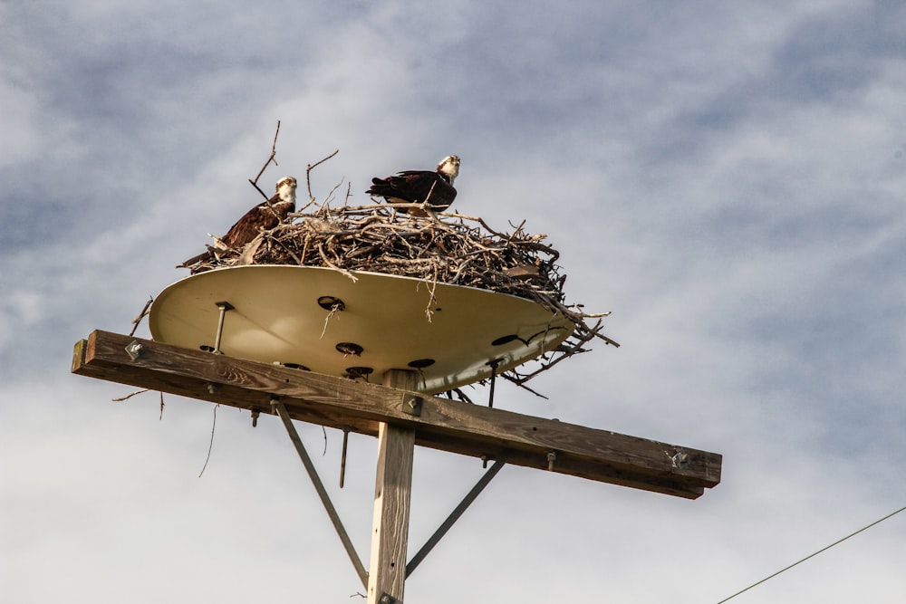 un nid d’oiseaux assis au sommet d’un poteau en bois