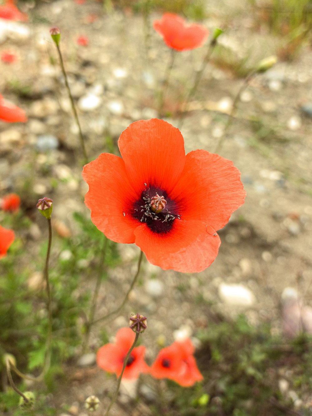 a close up of a red flower on a field
