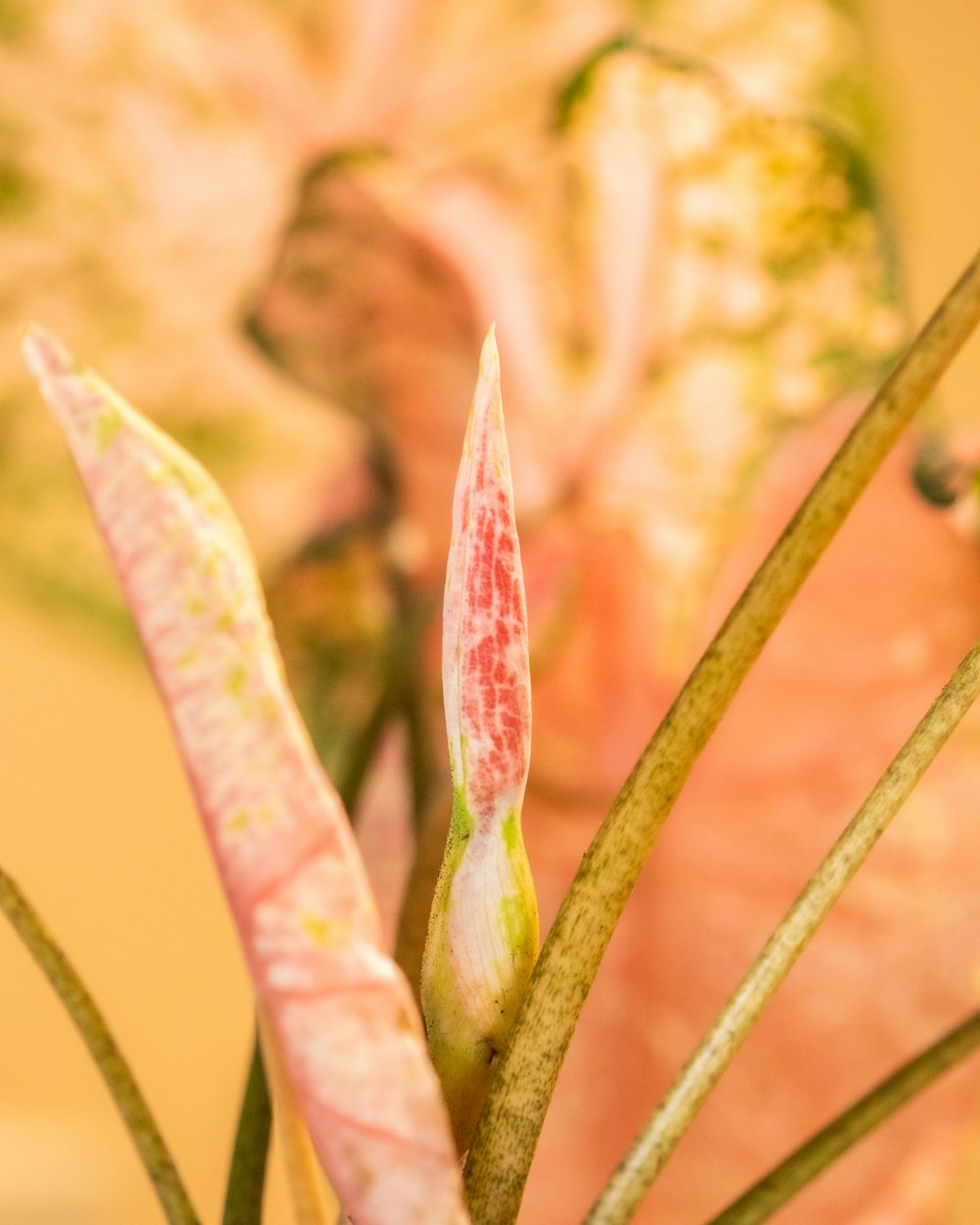 a close up of a flower with a blurry background