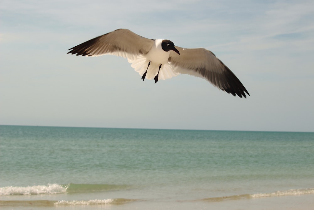 a seagull flying over the ocean on a sunny day