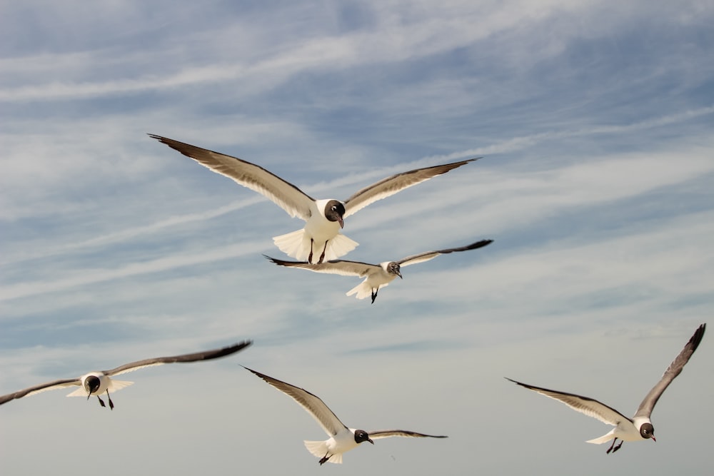 a flock of seagulls flying through a cloudy blue sky