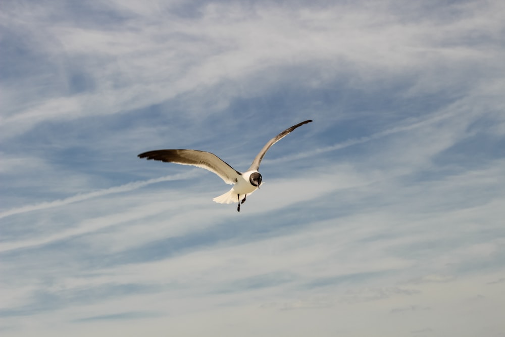 a seagull flying in the sky with its wings spread