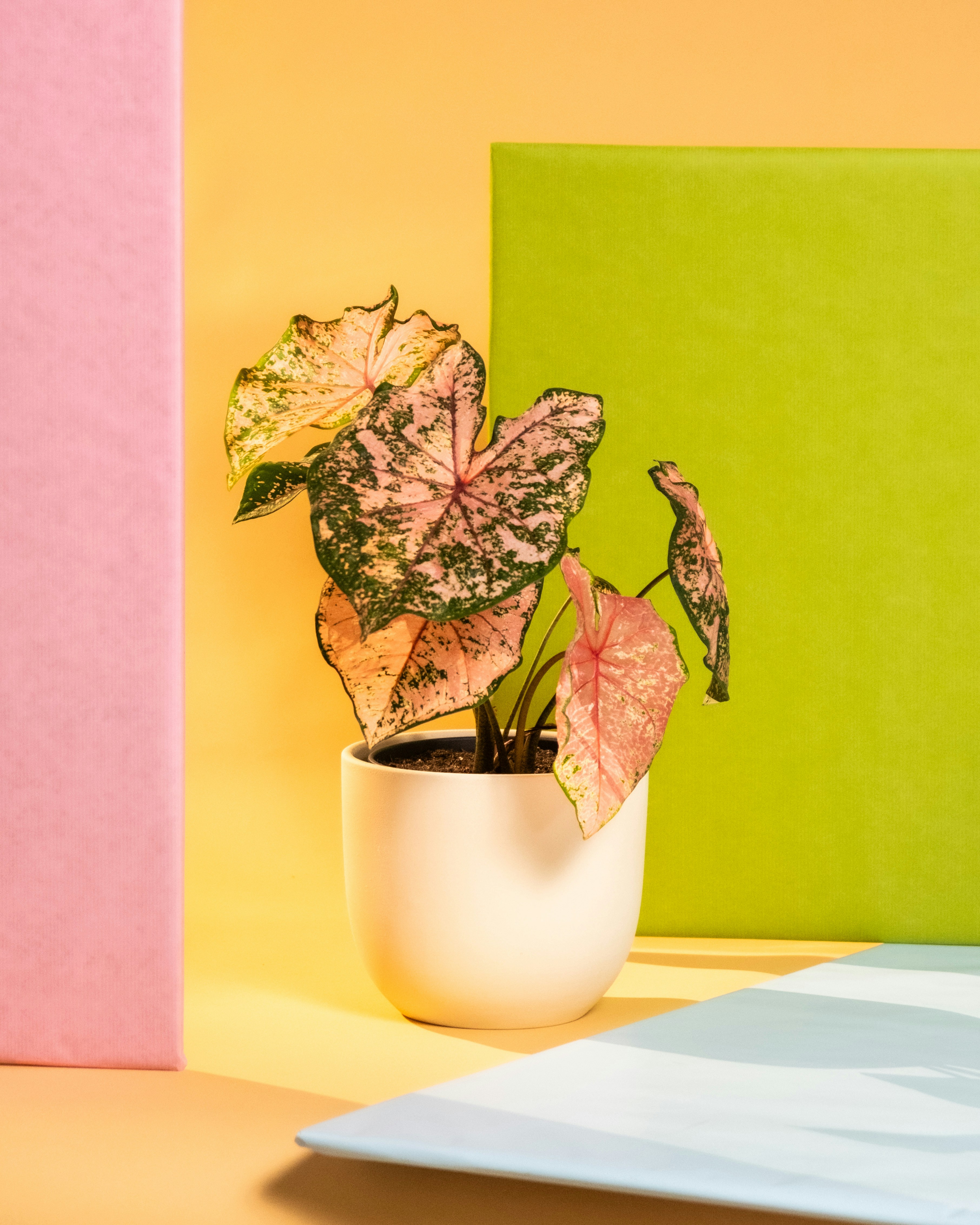 a potted plant sitting on top of a table