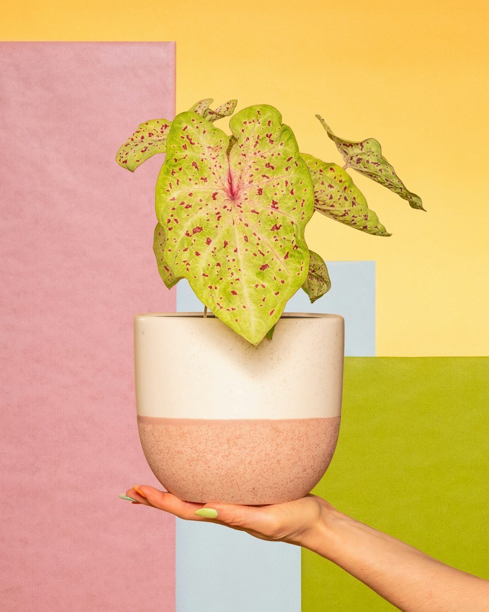a hand holding a potted plant in front of a multi - colored wall