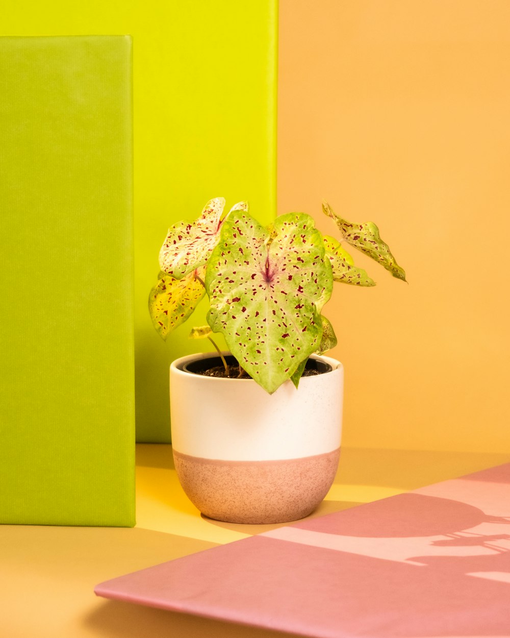 a potted plant sitting on top of a table