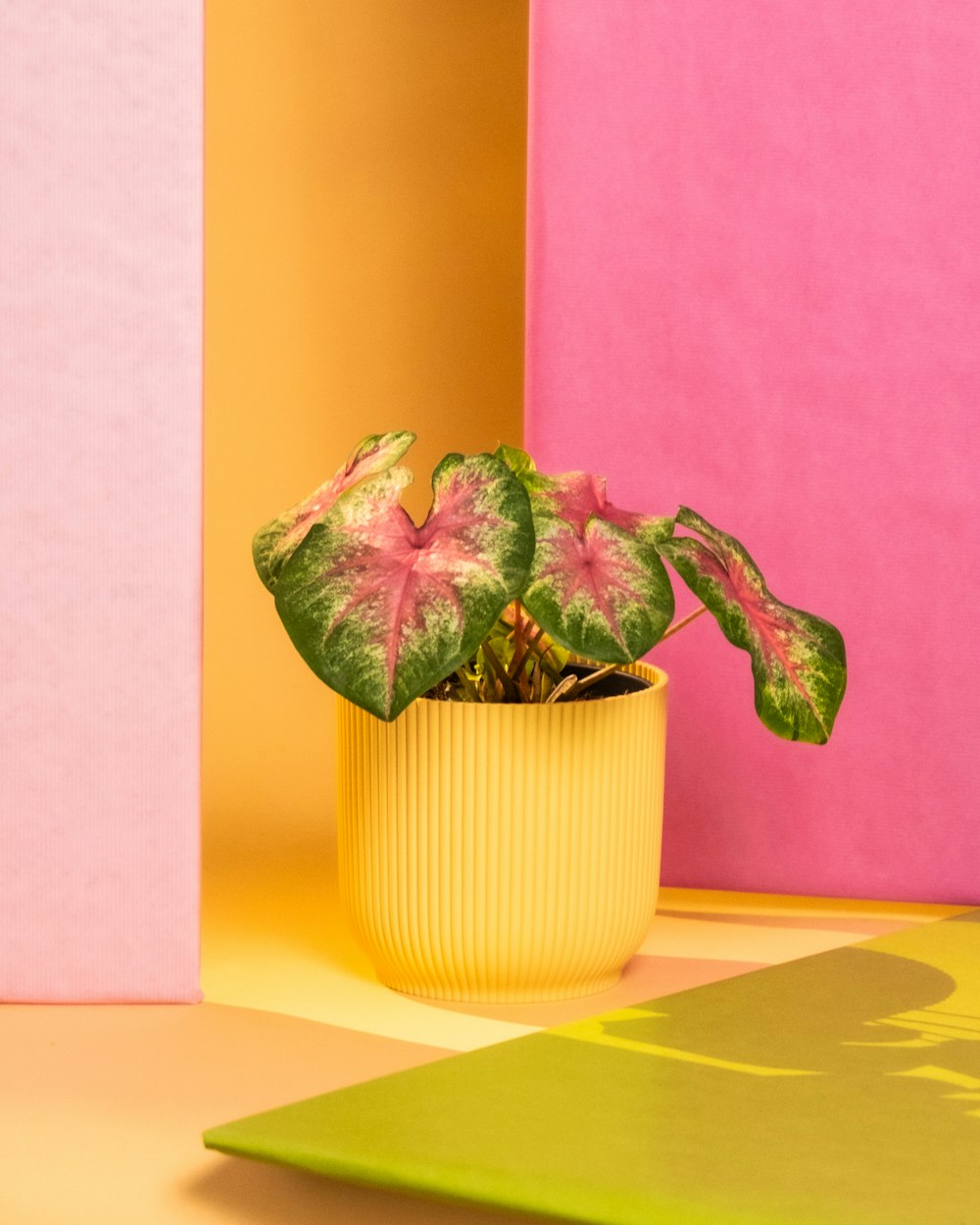 a potted plant sitting on top of a table