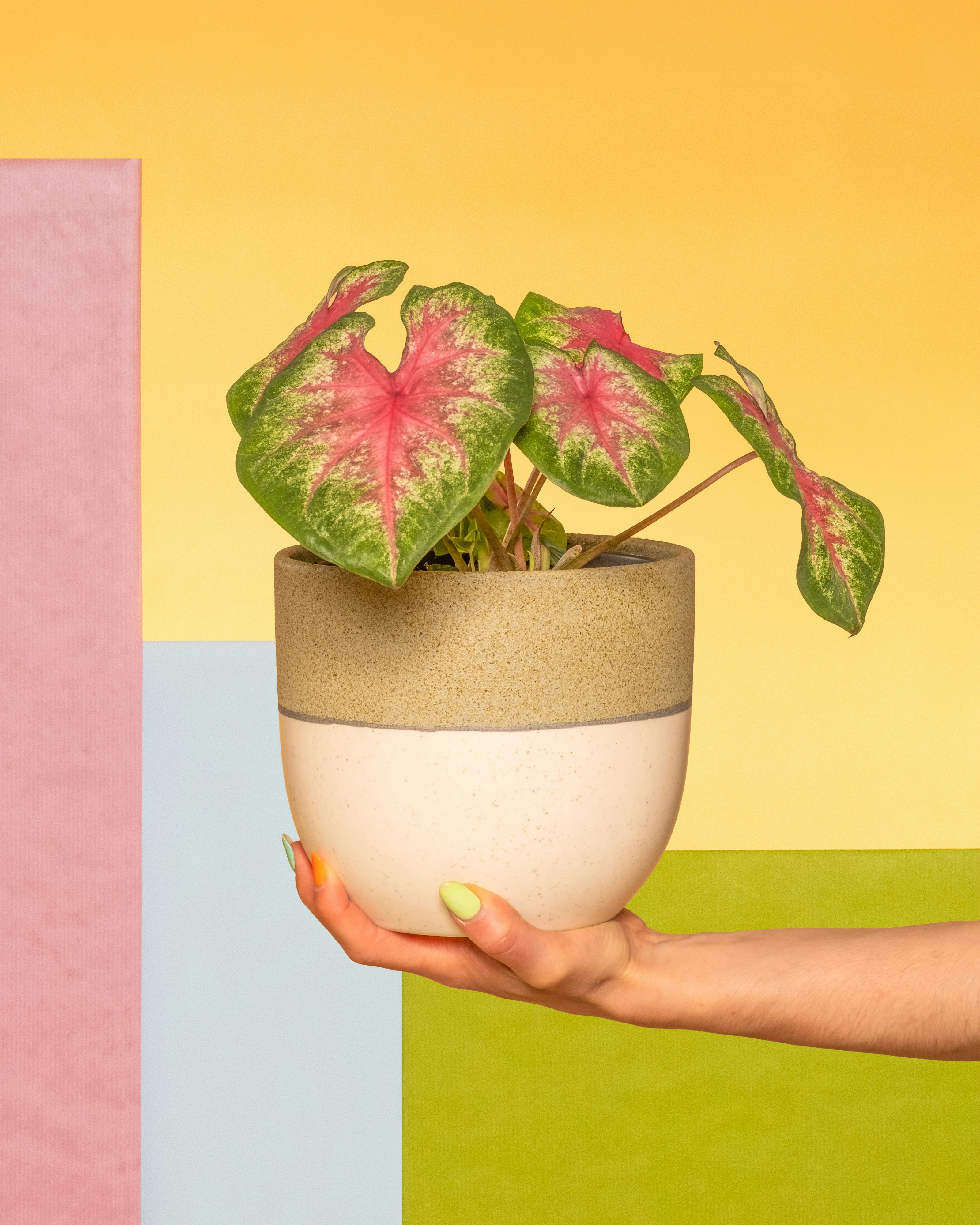 a person holding a potted plant in their hand