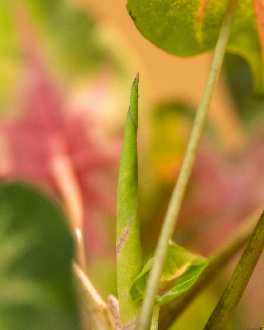 a close up of a green plant with leaves