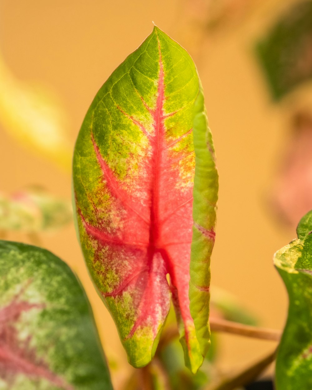 a close up of a green and red plant