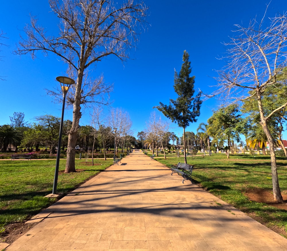 a walkway in a park with trees and grass