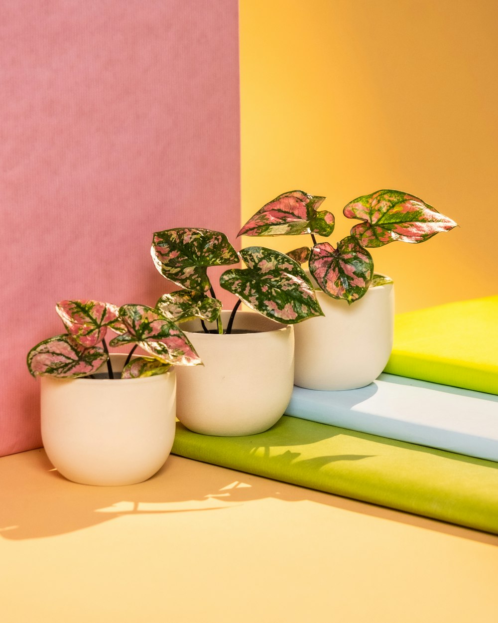 three potted plants sitting on top of a table