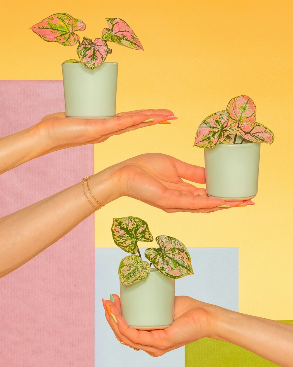 two hands holding small potted plants against a multi - colored background