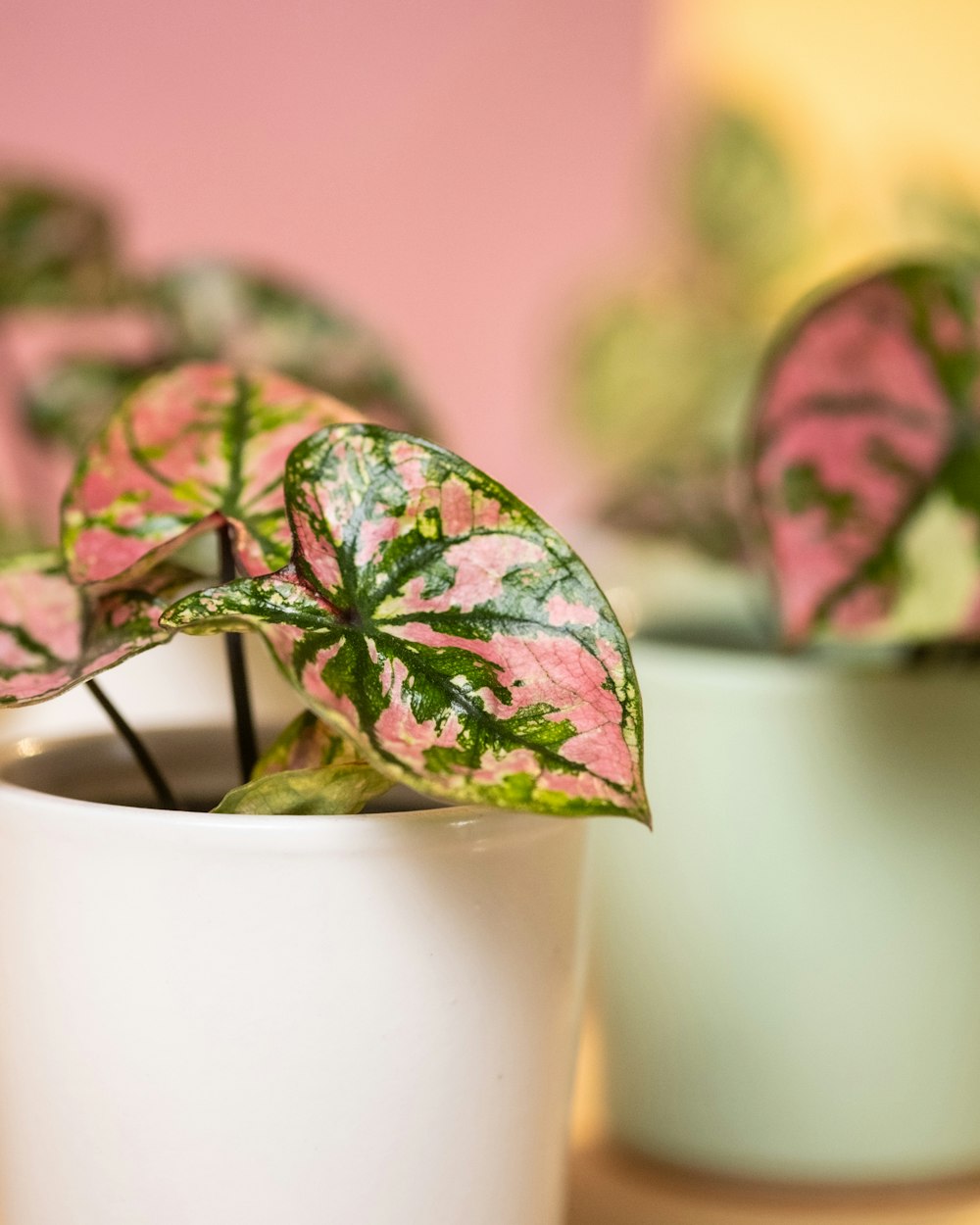 a close up of a plant in a cup