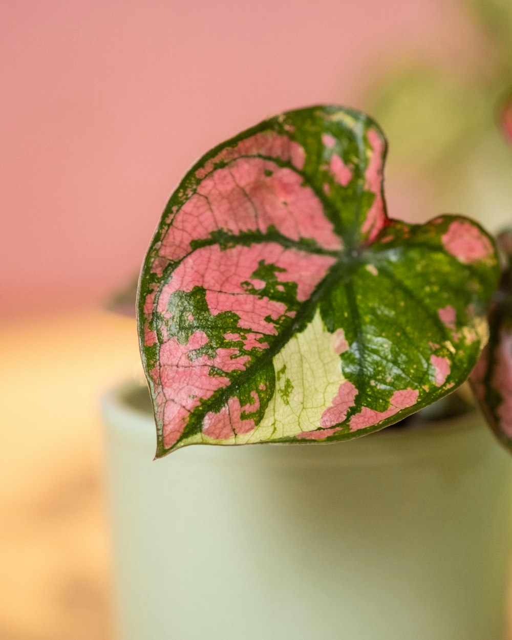a pink and green heart shaped plant in a cup