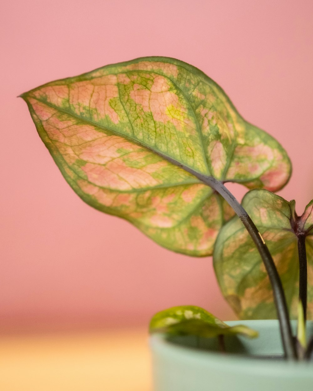 a close up of a plant with a pink background