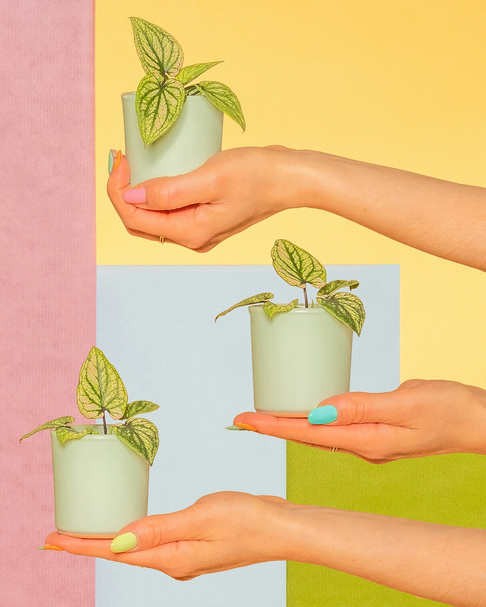 two hands holding small potted plants with green leaves