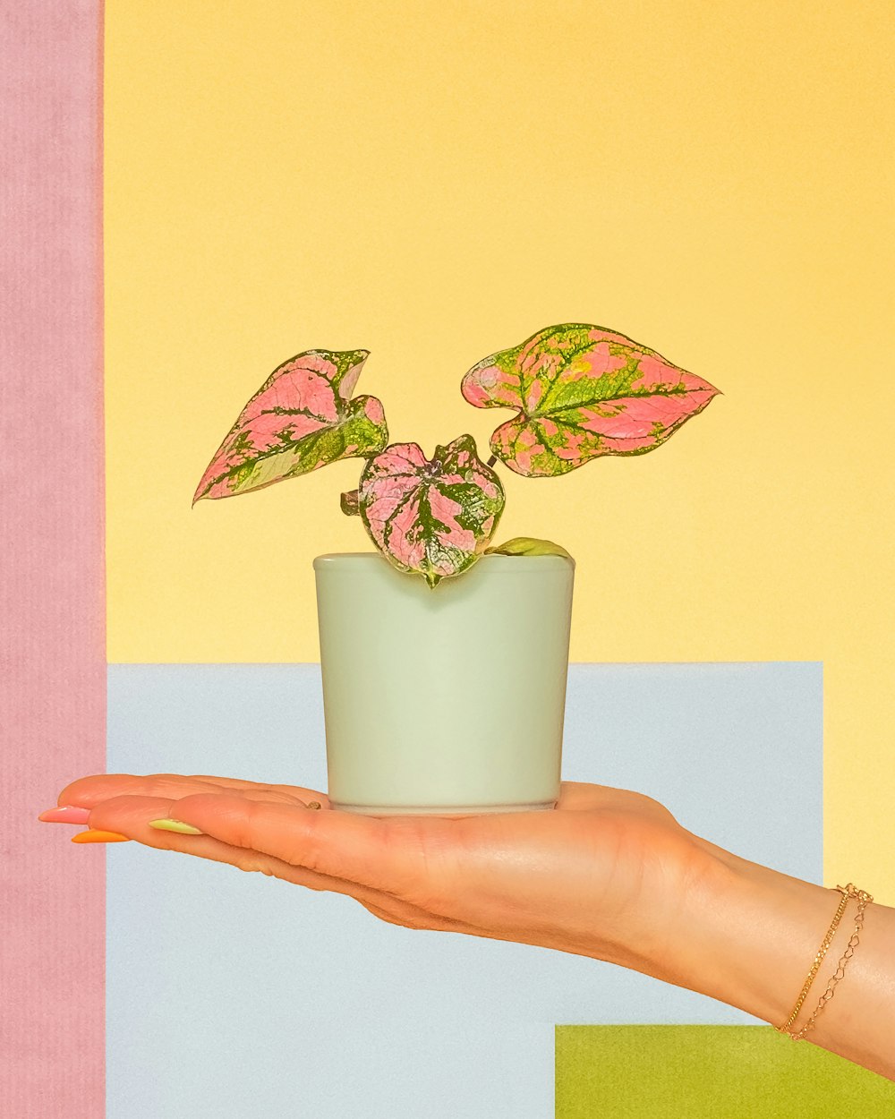 a hand holding a potted plant with pink and green leaves