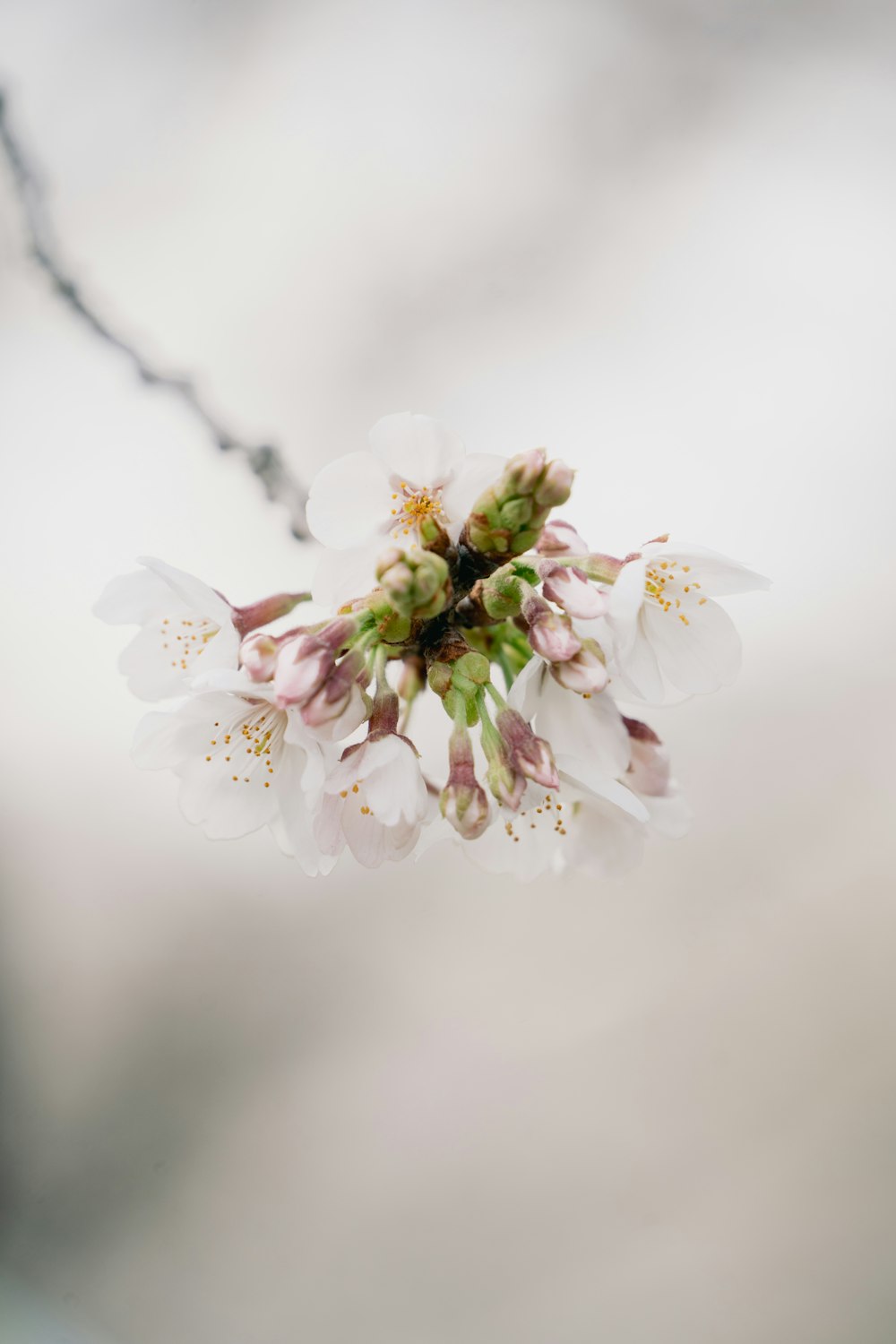 a close up of a flower on a tree branch