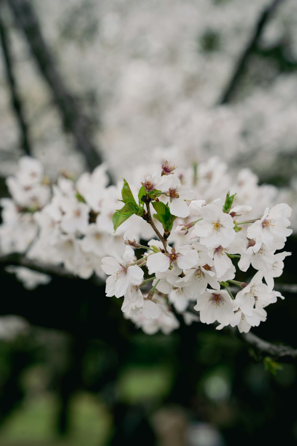 a close up of a tree with white flowers