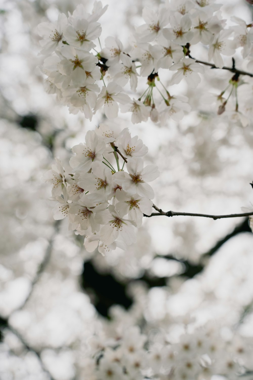 a branch of a tree with white flowers