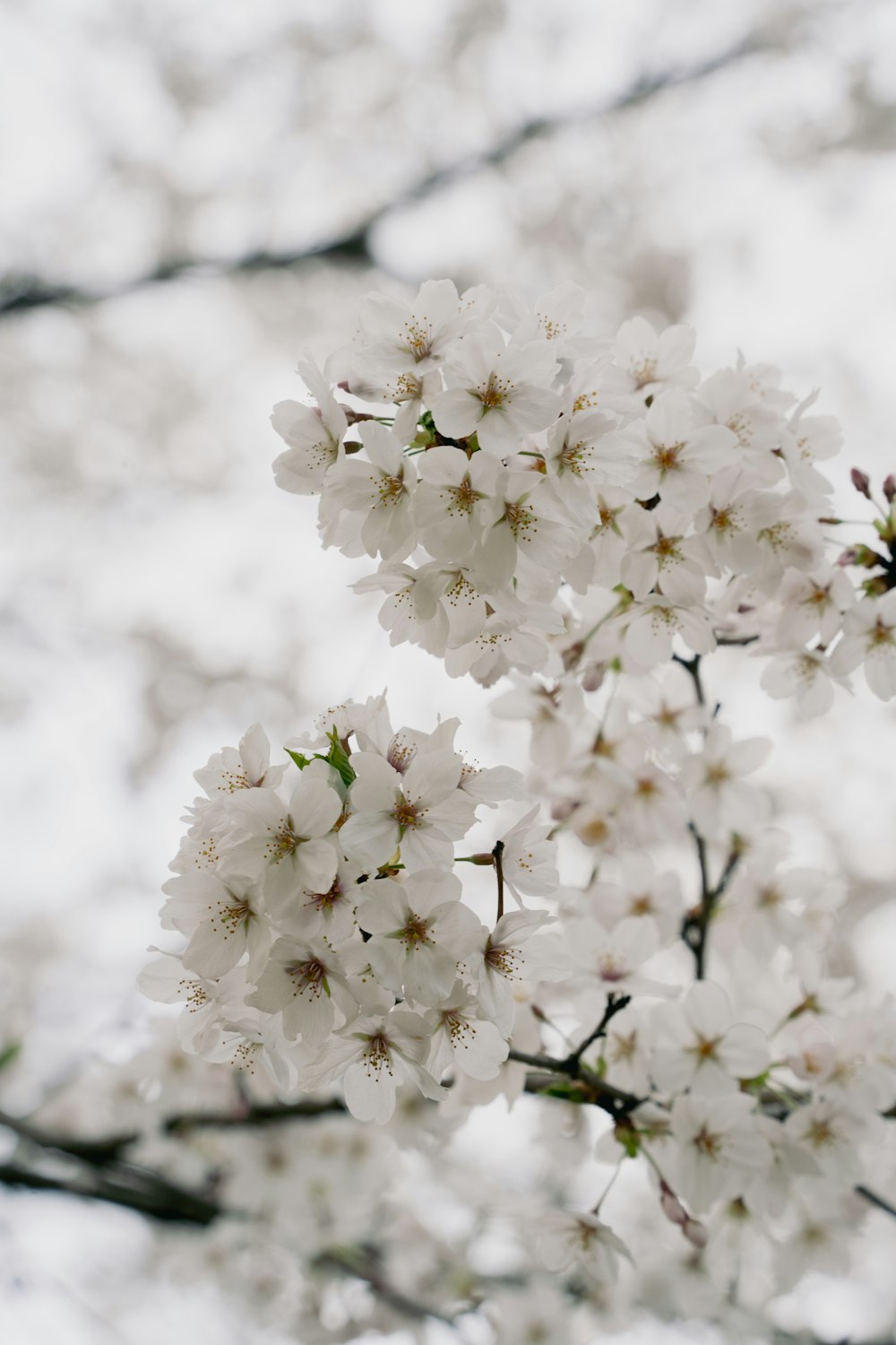 a branch of a tree with white flowers