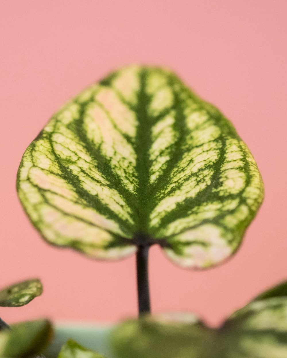 a close up of a plant with a pink background