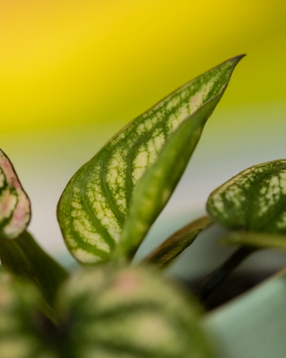 a close up of a green and white plant