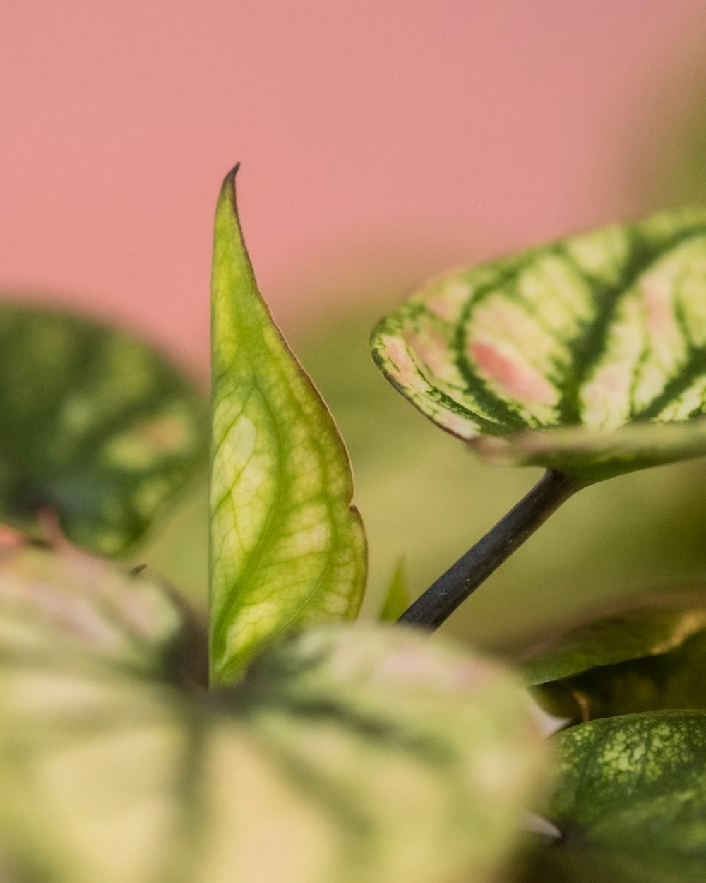 a close up of a green plant with a pink background