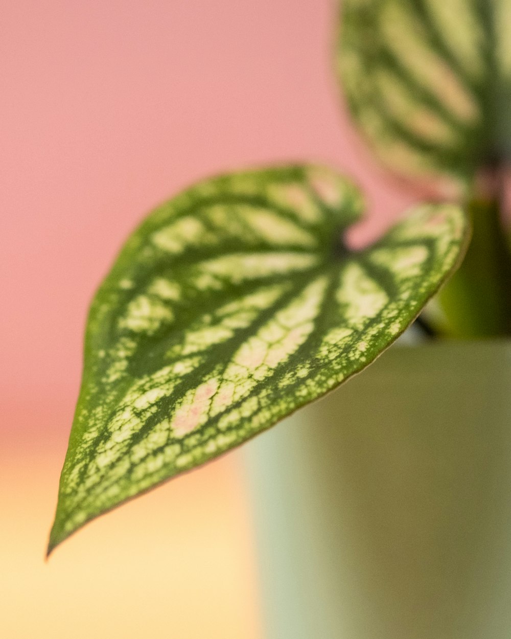 a close up of a plant with a pink background