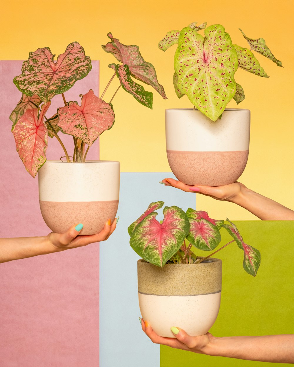 a woman holding three potted plants in her hands