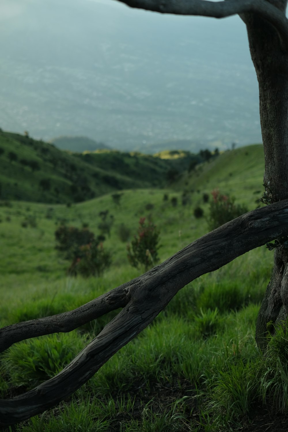 un árbol inclinado en un campo cubierto de hierba