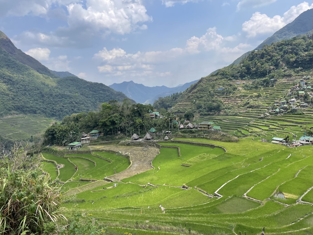 a view of a rice field with mountains in the background