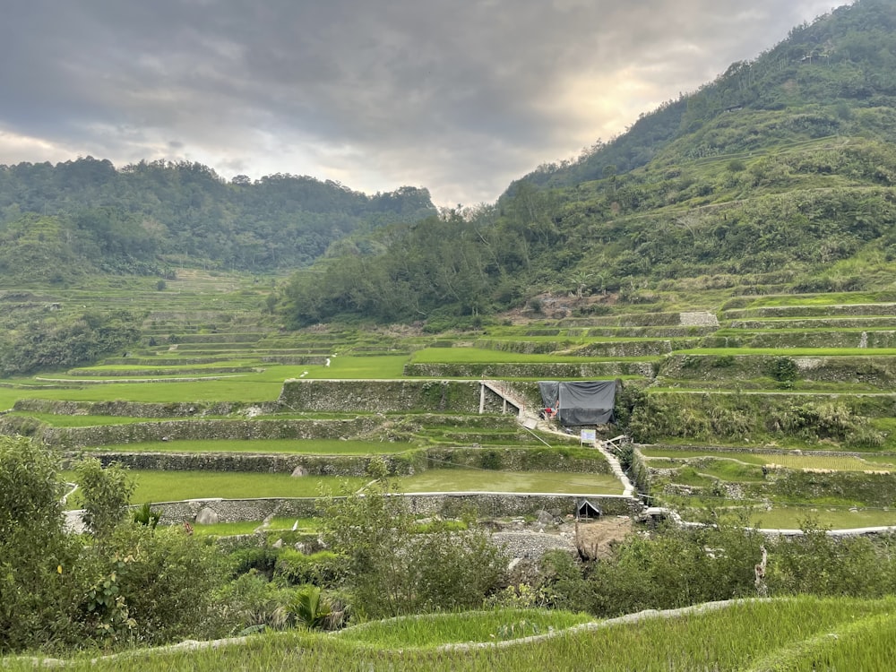 a lush green hillside covered in lots of grass