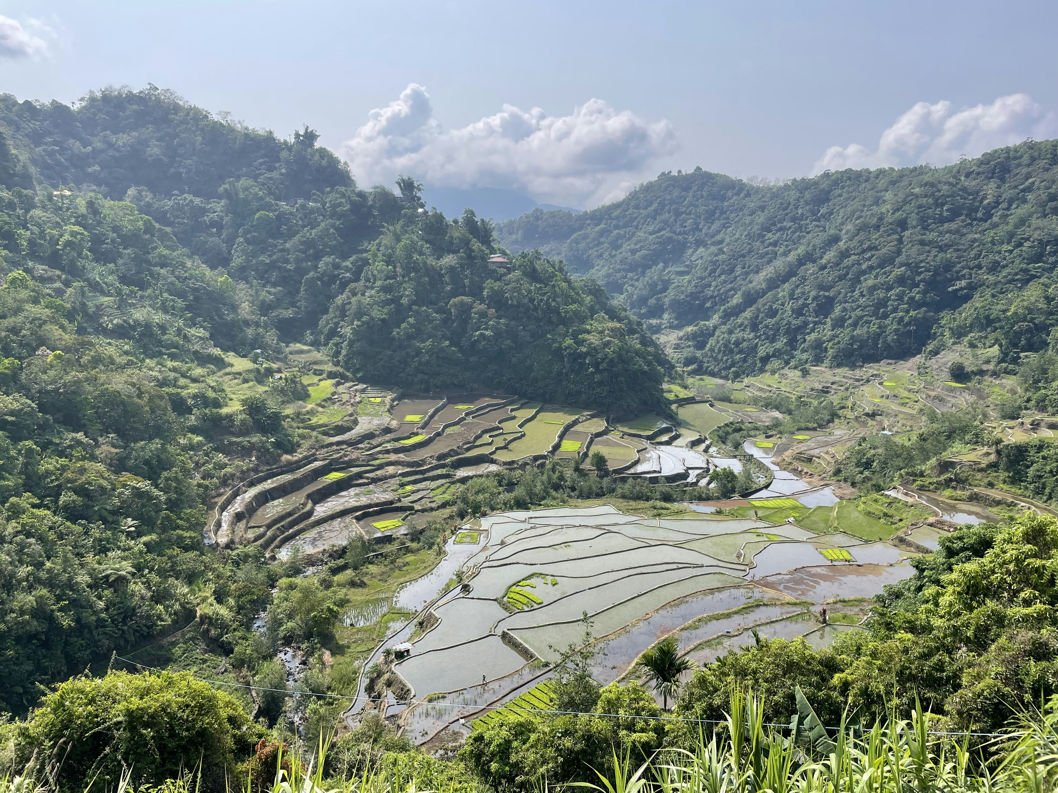 a view of a rice field in the mountains