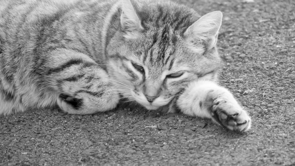 a black and white photo of a cat laying on the ground