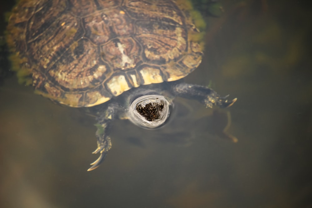 a turtle swimming in the water with its head above the water