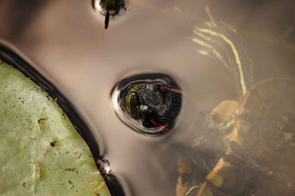 a close up of a water drop on a leaf