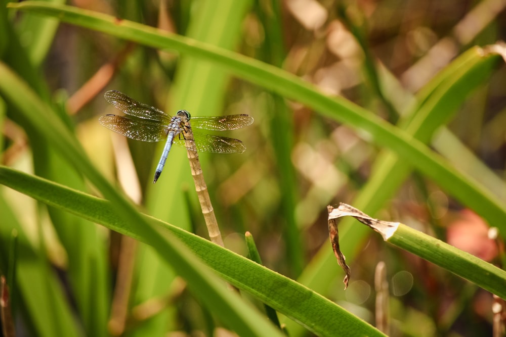 a blue dragonfly sitting on top of a green plant