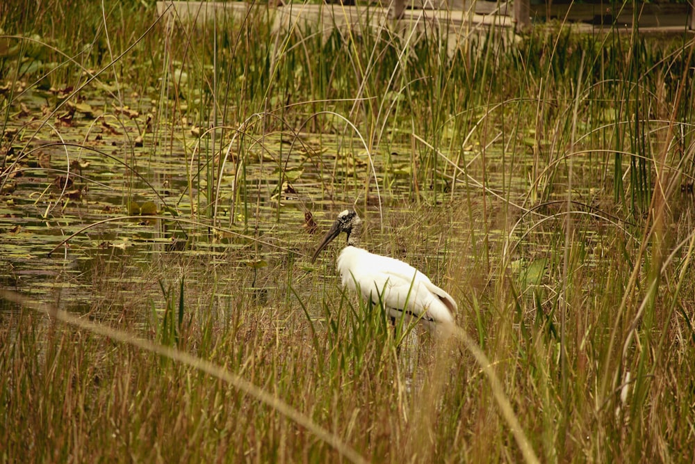 a white bird standing in tall grass next to a body of water