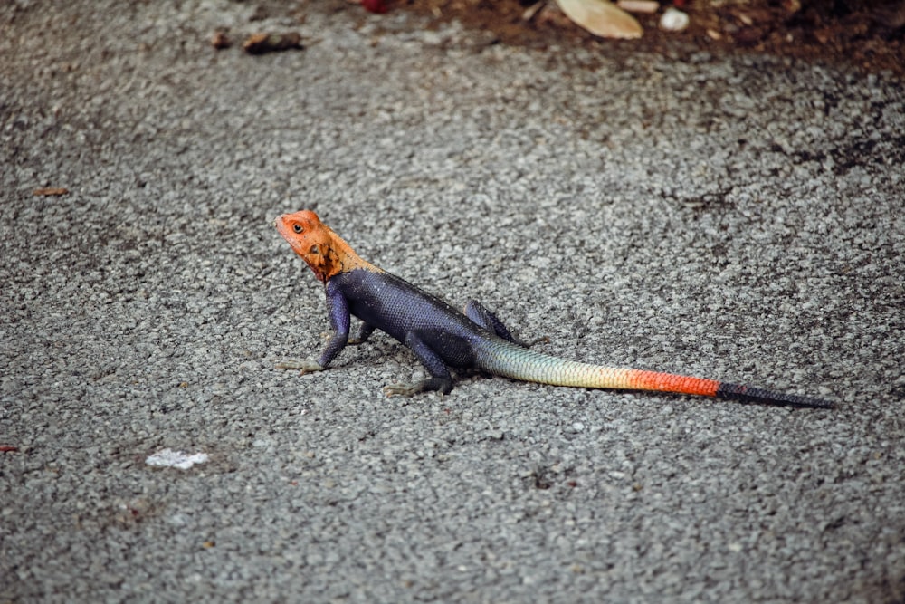 an orange and black lizard sitting on the ground