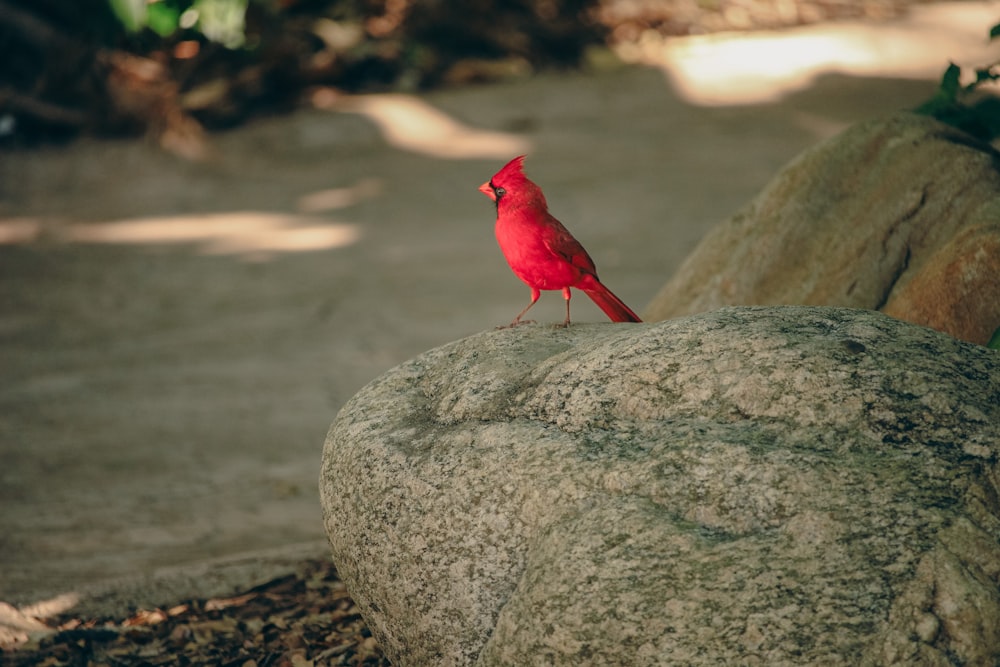 a red bird sitting on top of a large rock
