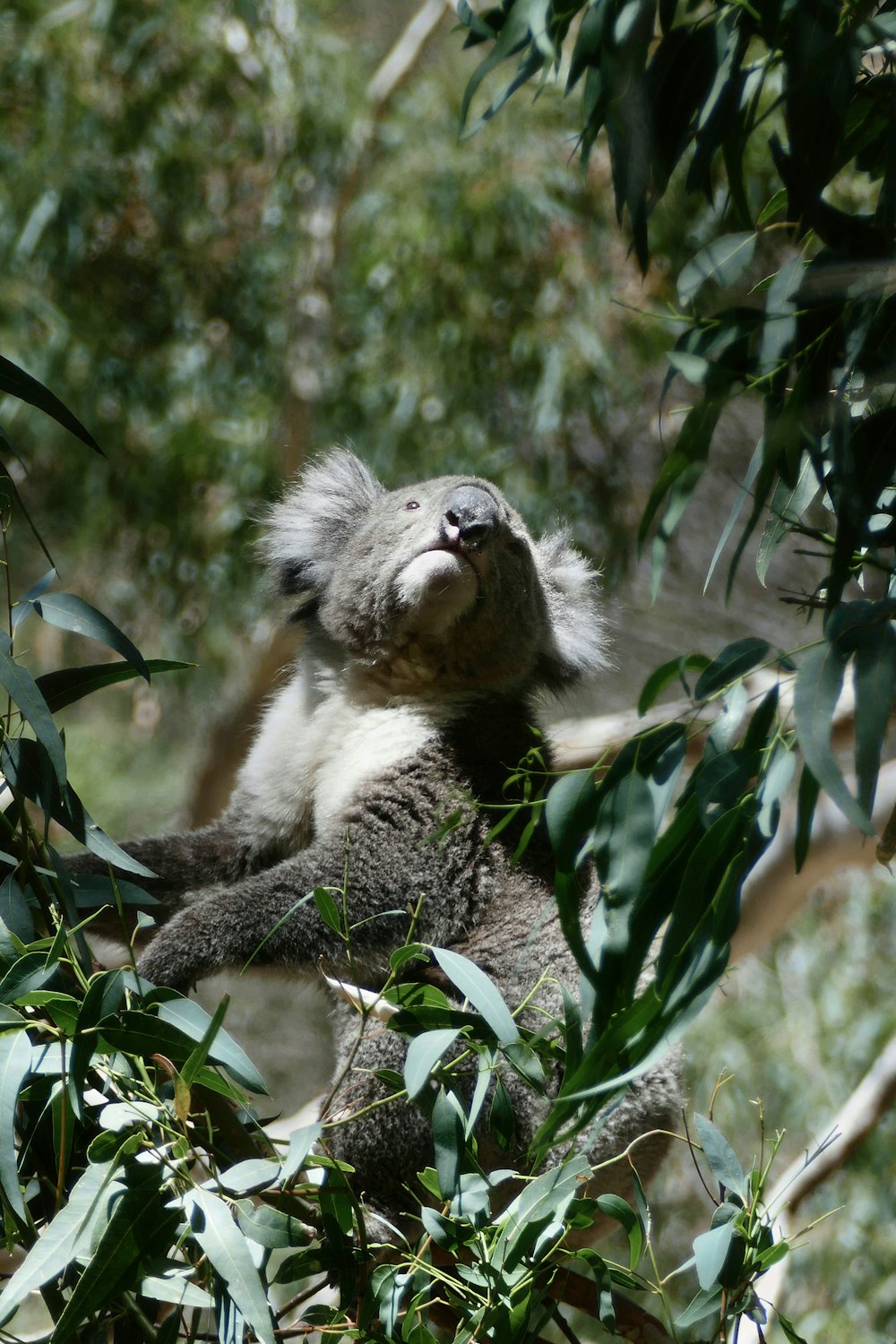 a koala sitting in a tree looking up at the sky