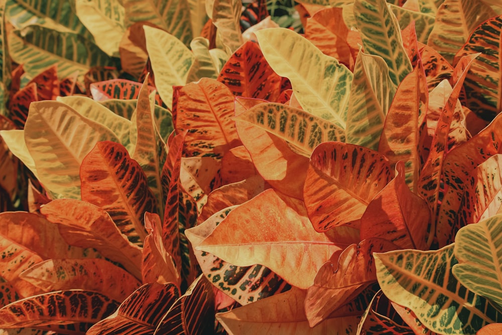 a close up of a green and orange plant