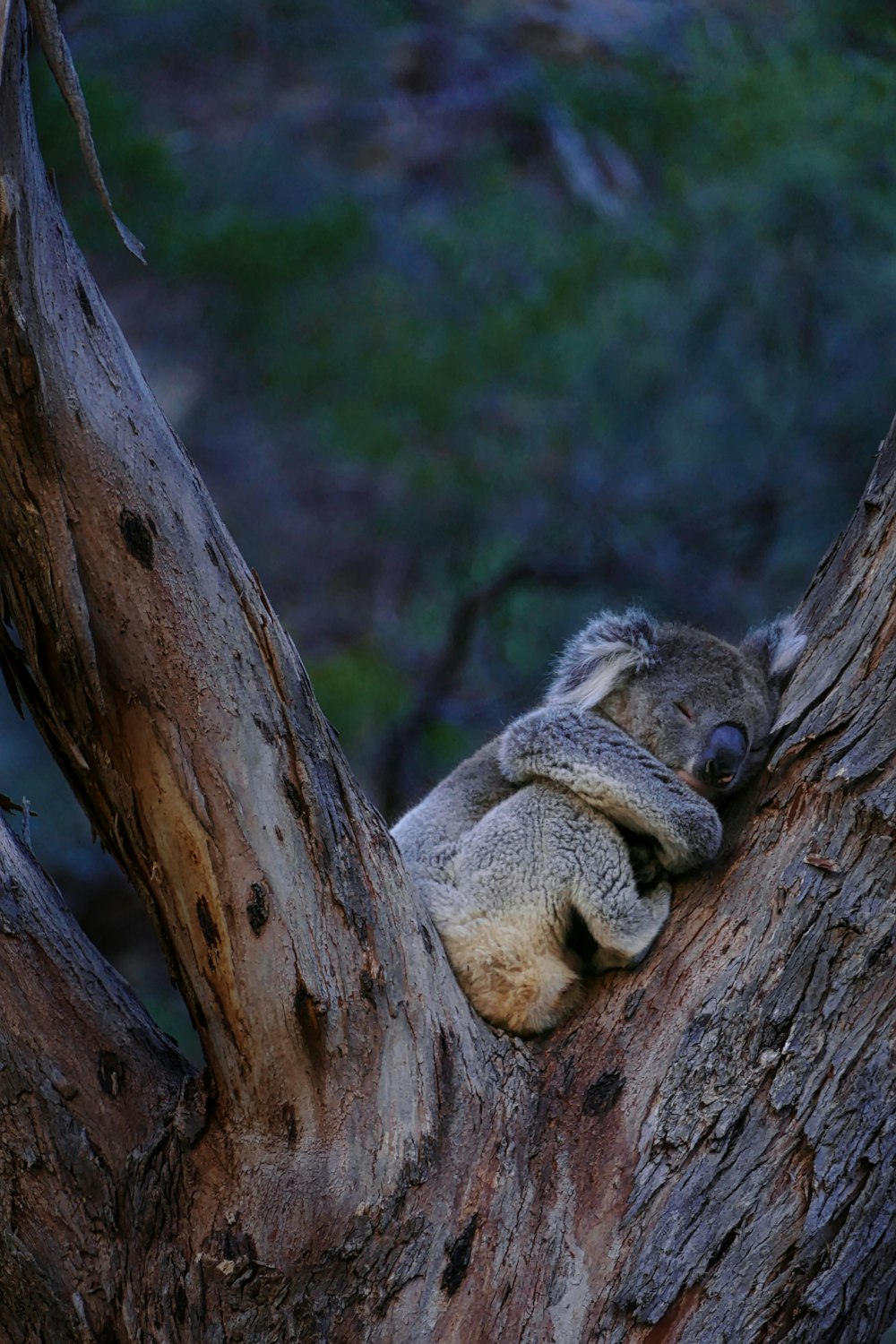 a koala sleeping in a tree in the wild