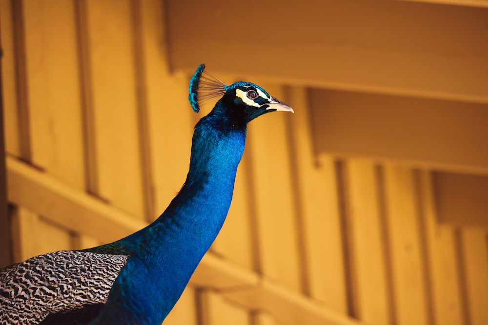 a peacock standing next to a yellow building