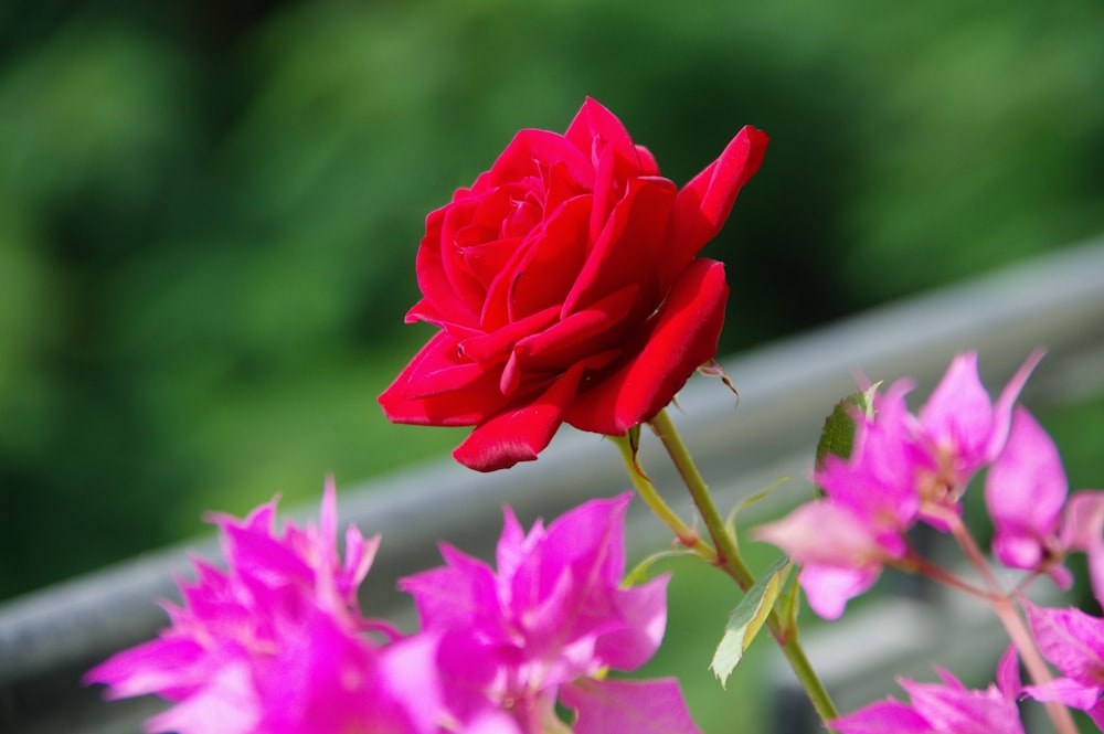 a close up of a red rose with pink flowers
