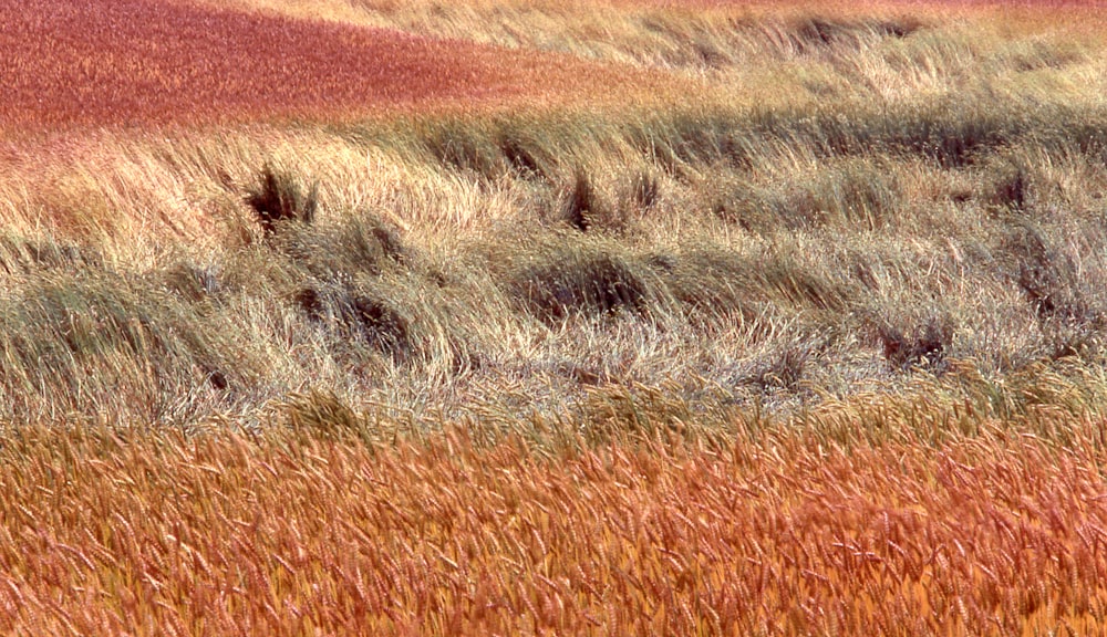 a cow standing in a field of tall grass